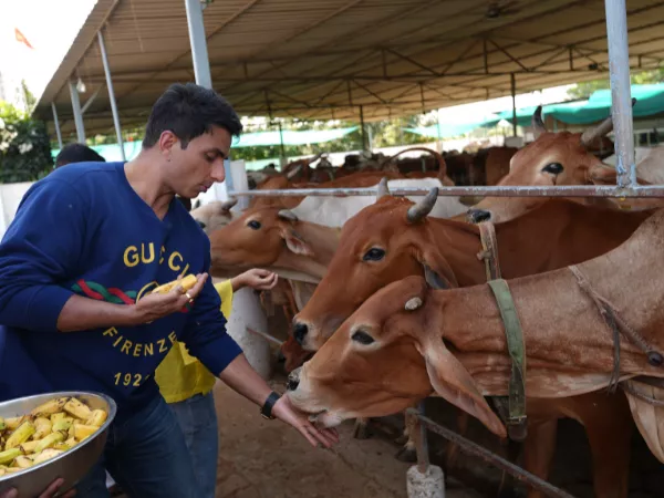 Gau Seva